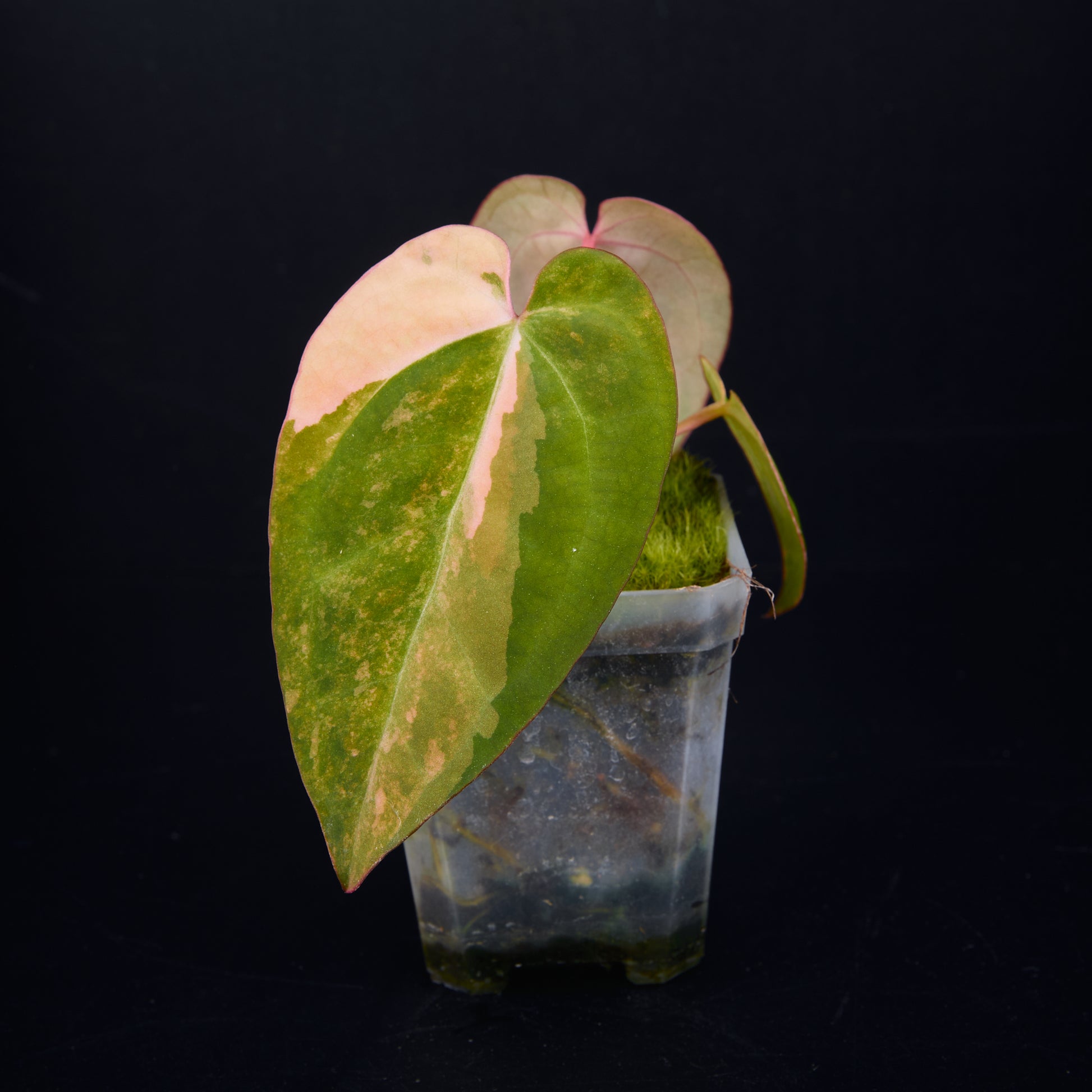 Anthurium 'AM2(Sunset)' x AOS Seedlings C