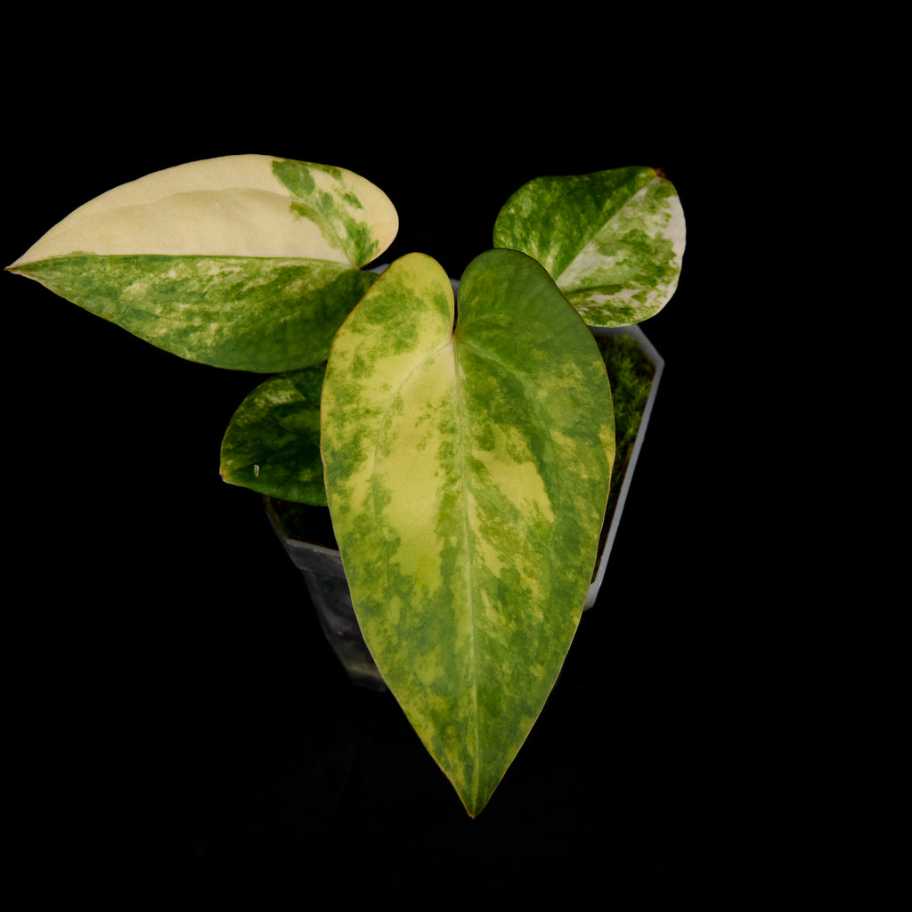 Anthurium 'AM1(Kaiser)' x subsignatum Seedlings A