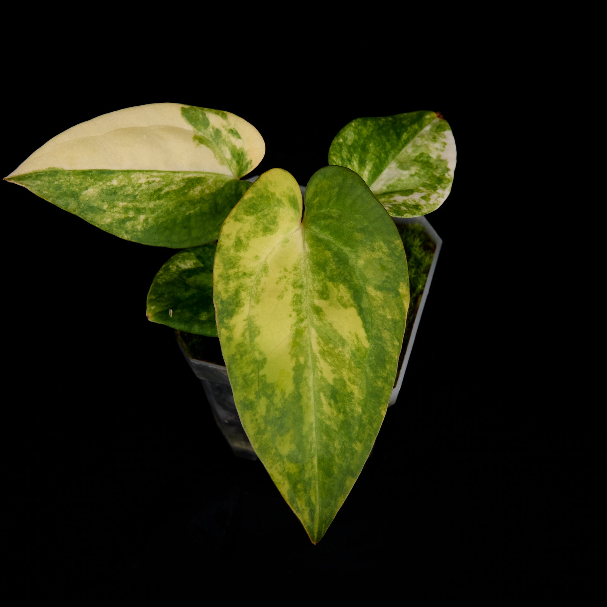 Anthurium 'AM1(Kaiser)' x subsignatum Seedlings A