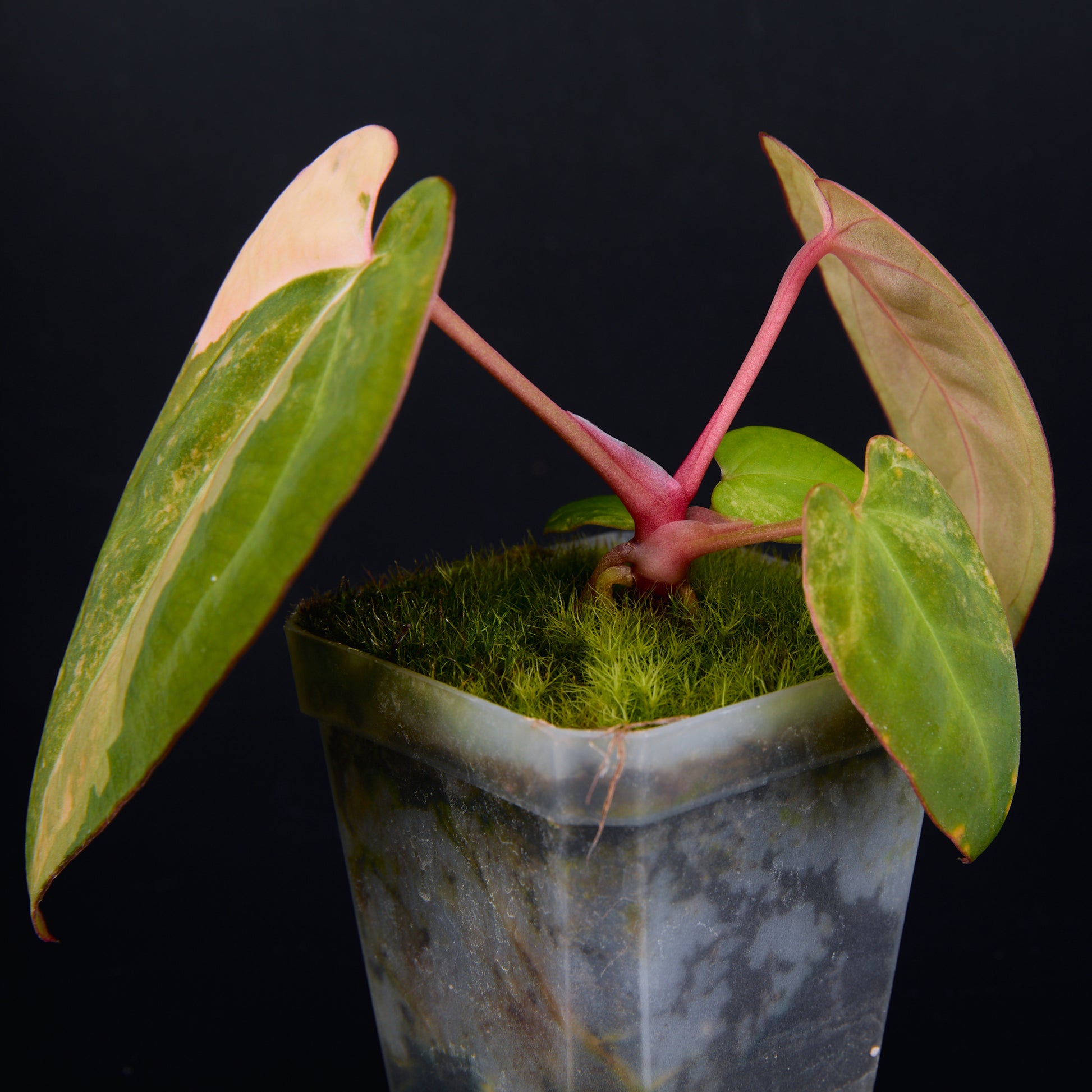 Anthurium 'AM2(Sunset)' x AOS Seedlings C