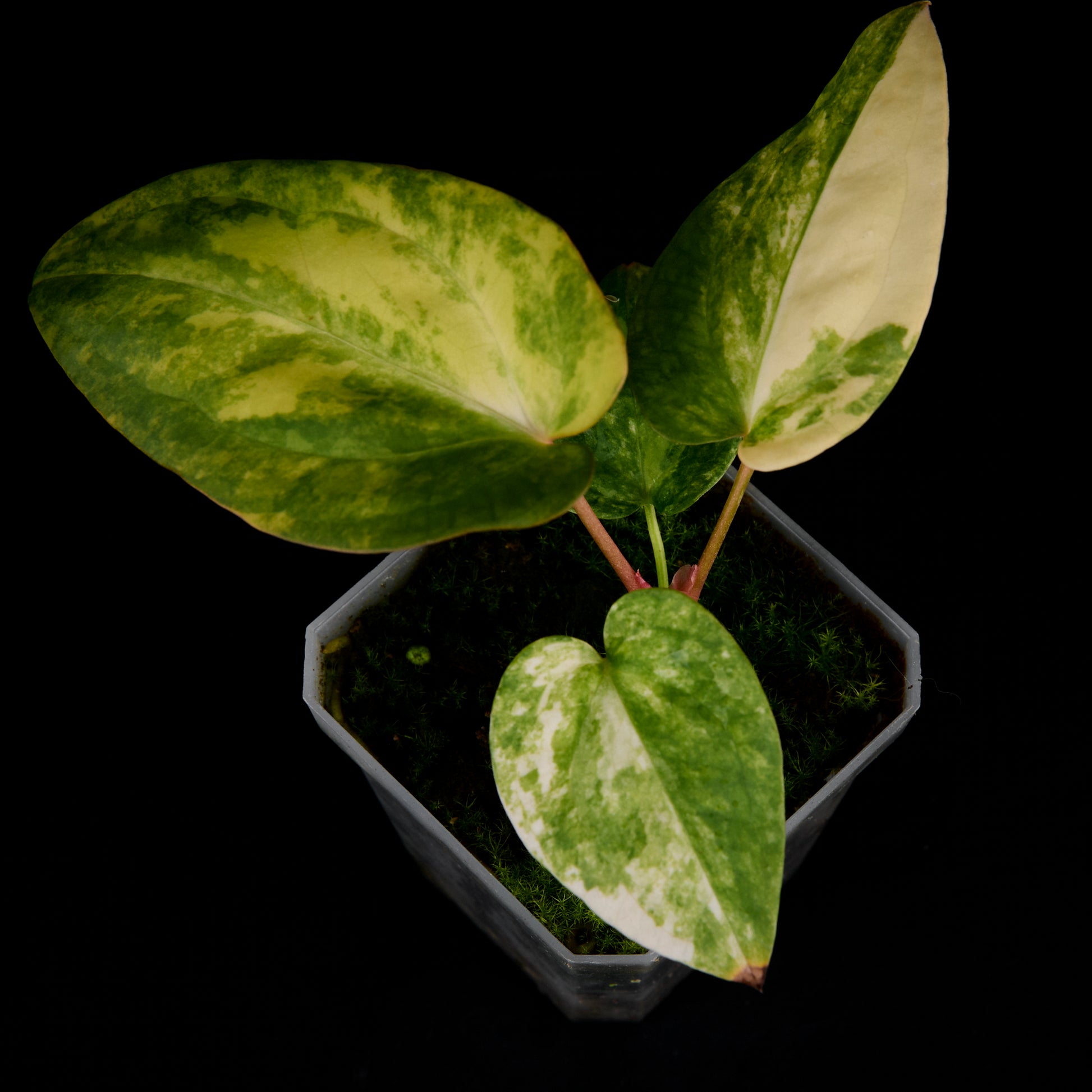 Anthurium 'AM1(Kaiser)' x subsignatum Seedlings A