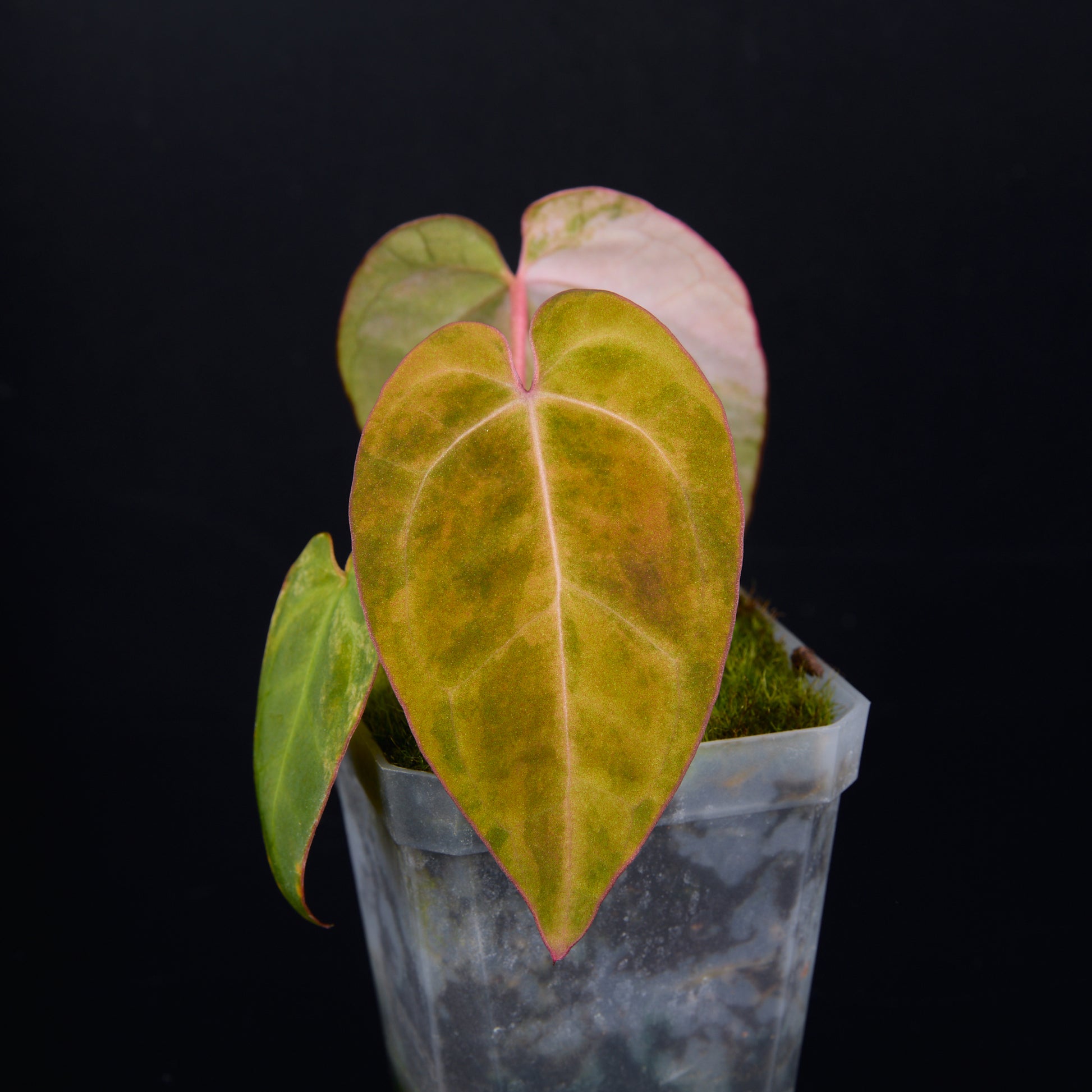Anthurium 'AM2(Sunset)' x AOS Seedlings C