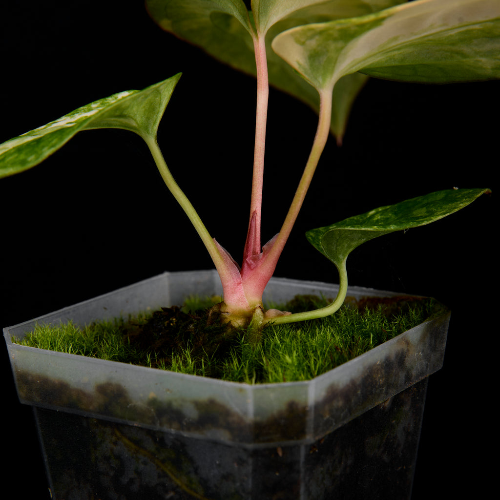 Anthurium 'AM1(Kaiser)' x subsignatum Seedlings A