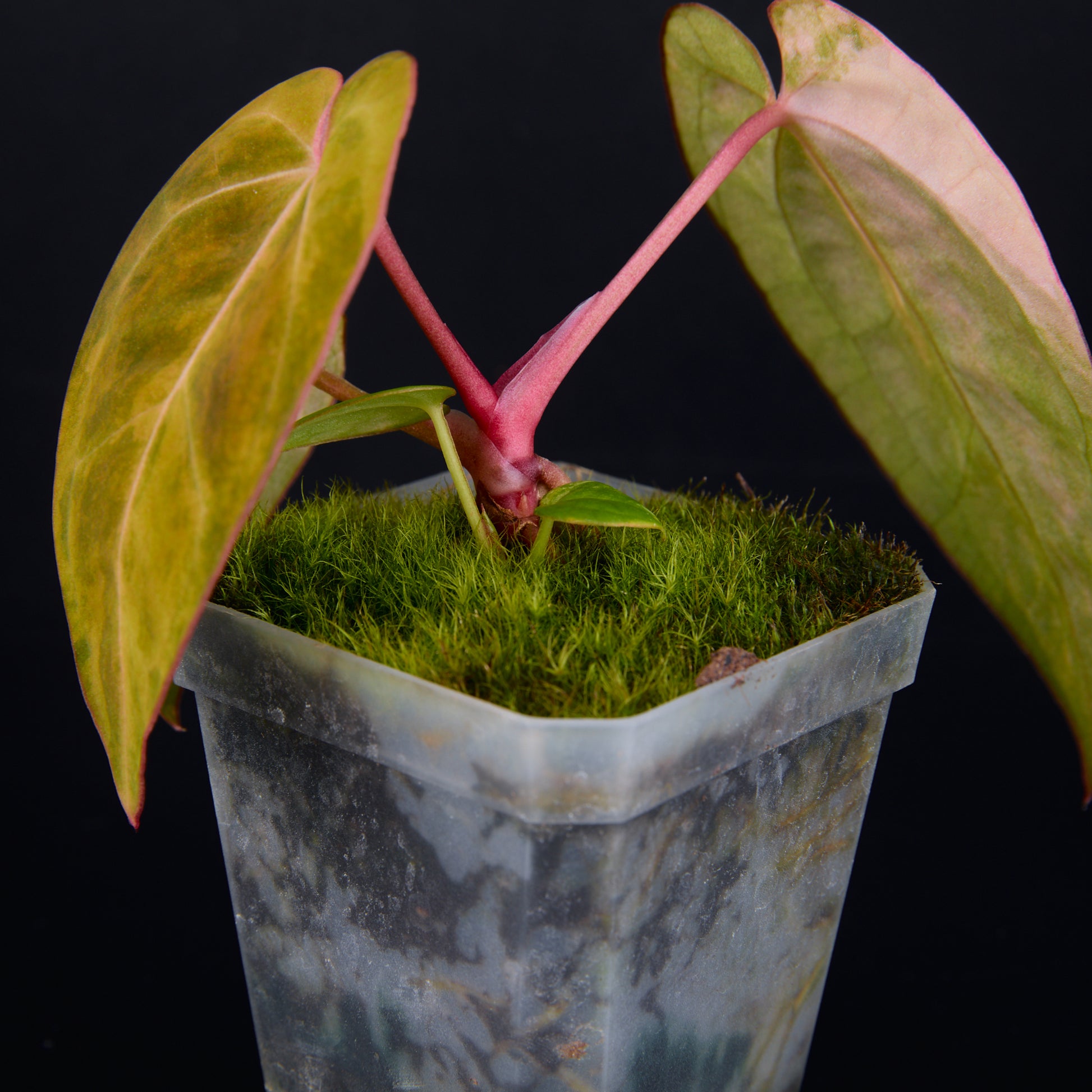 Anthurium 'AM2(Sunset)' x AOS Seedlings C