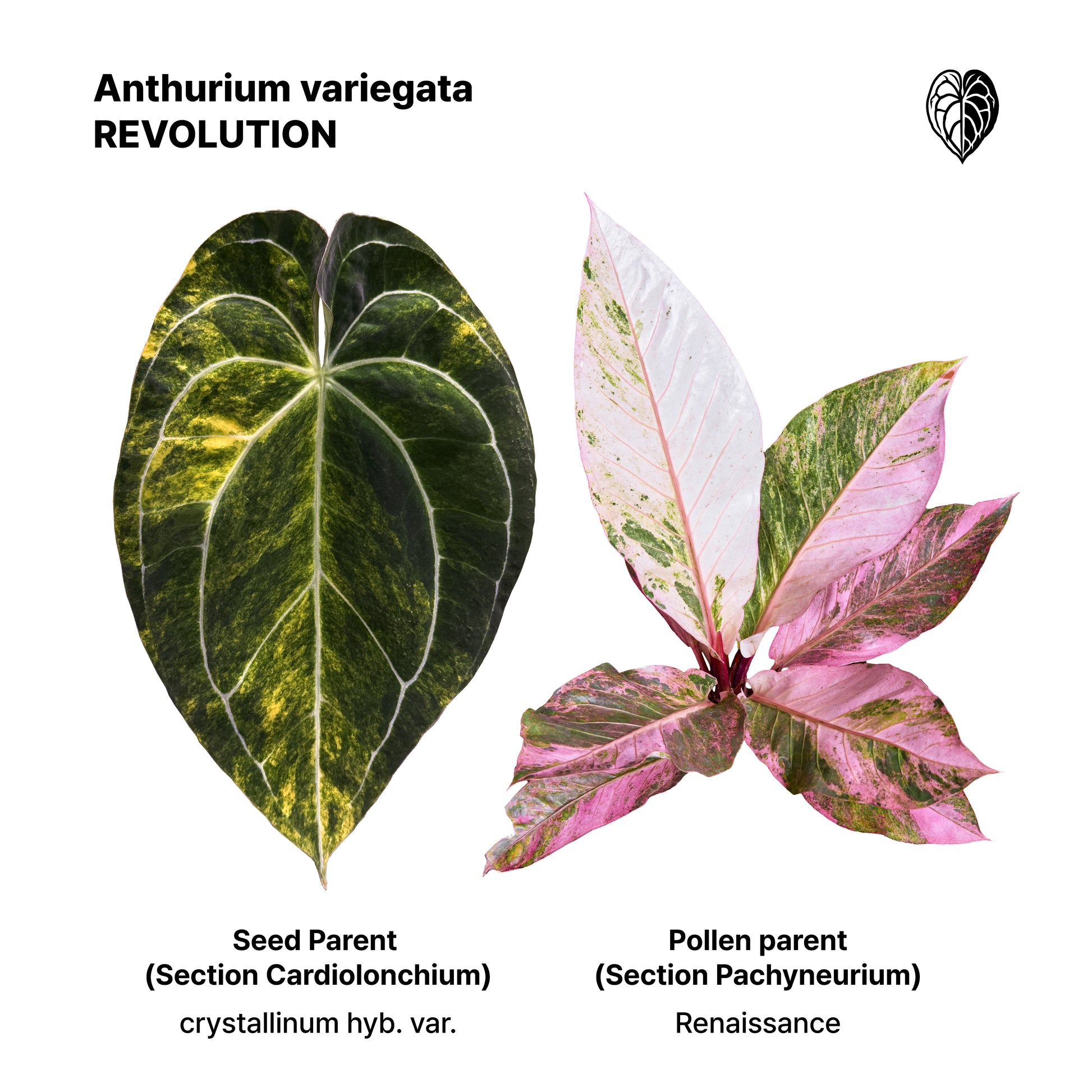 Anthurium Revolution 002 #2 Clone