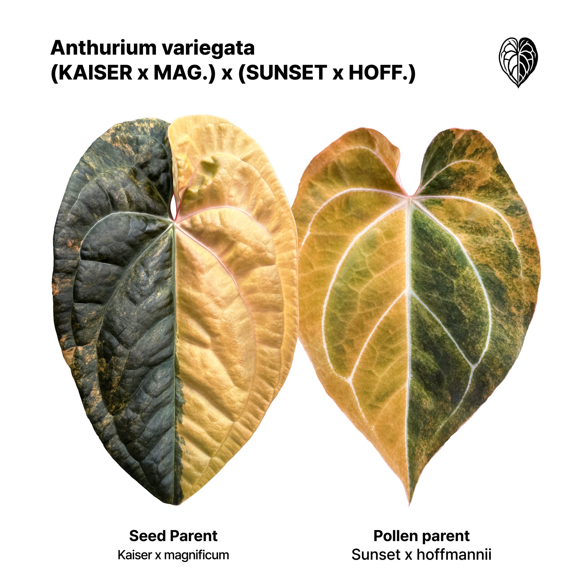 Anthurium (Kaiser x mag) x (Sunset x hoffmannii) seedlings (Two in one)