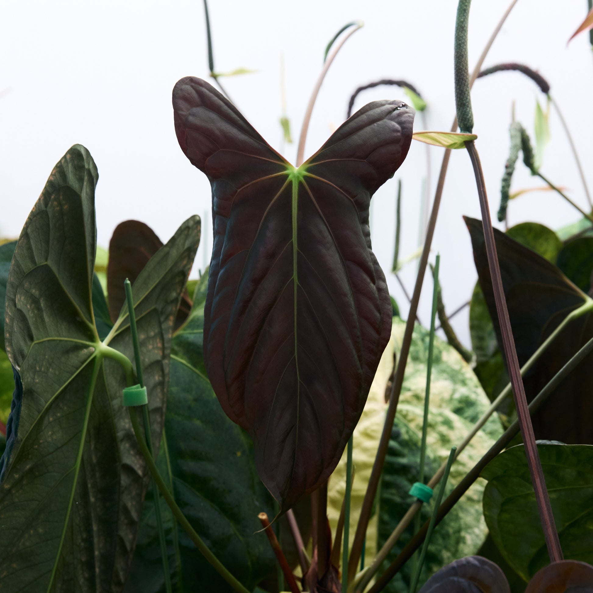 Anthurium (Kaiser x mag) x Ree Gardens (OG Clone) seedlings