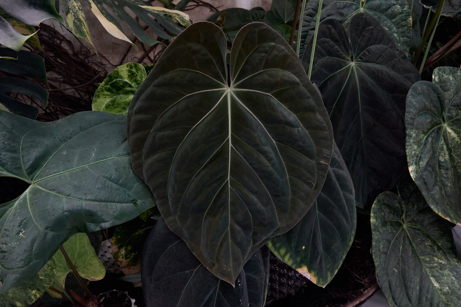 Anthurium 'EMBLEM' (Turtle x (besseae aff x Antolakii 'Felix'(Justin)))