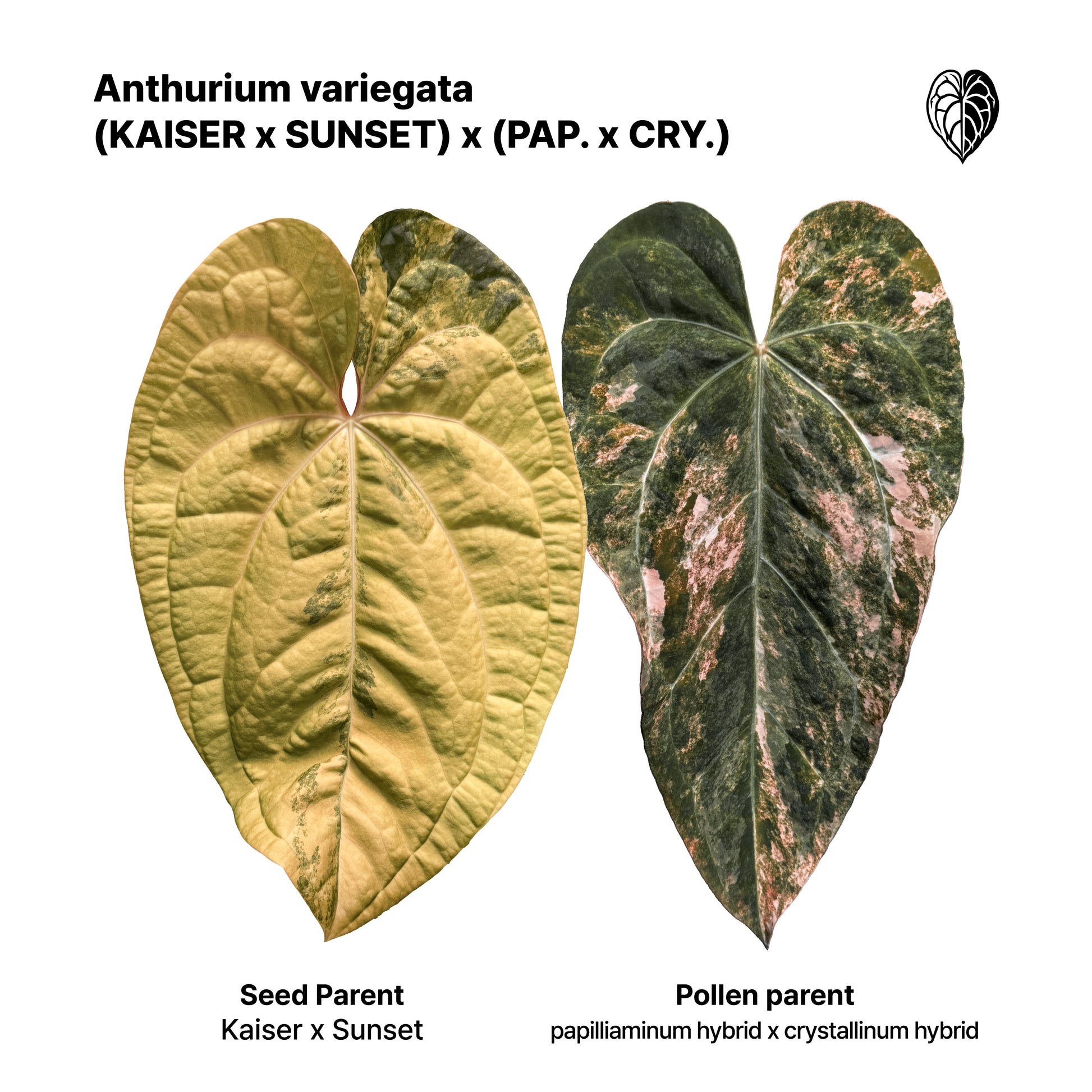 Anthurium (Kaiser x Sunset) x pap hybrid var. Seedlings 1