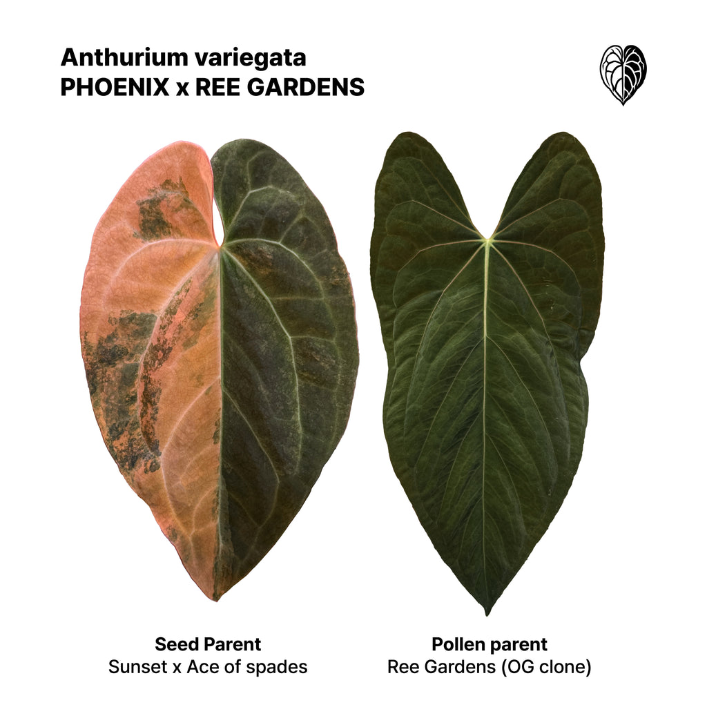 Anthurium Phoenix x Ree Gardens pap. seedlings #2