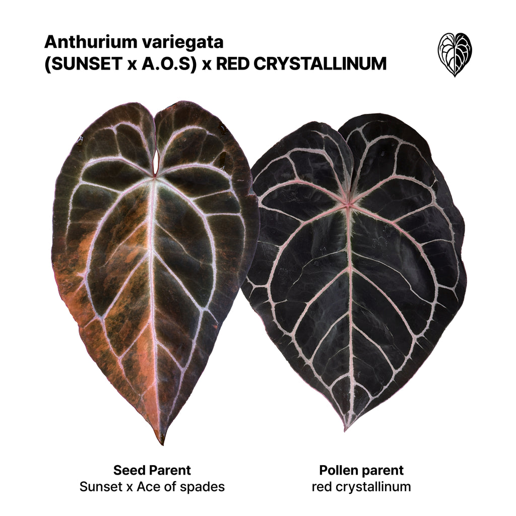 Anthurium 'AM5(Phoenix)' x red crystallinum Seed