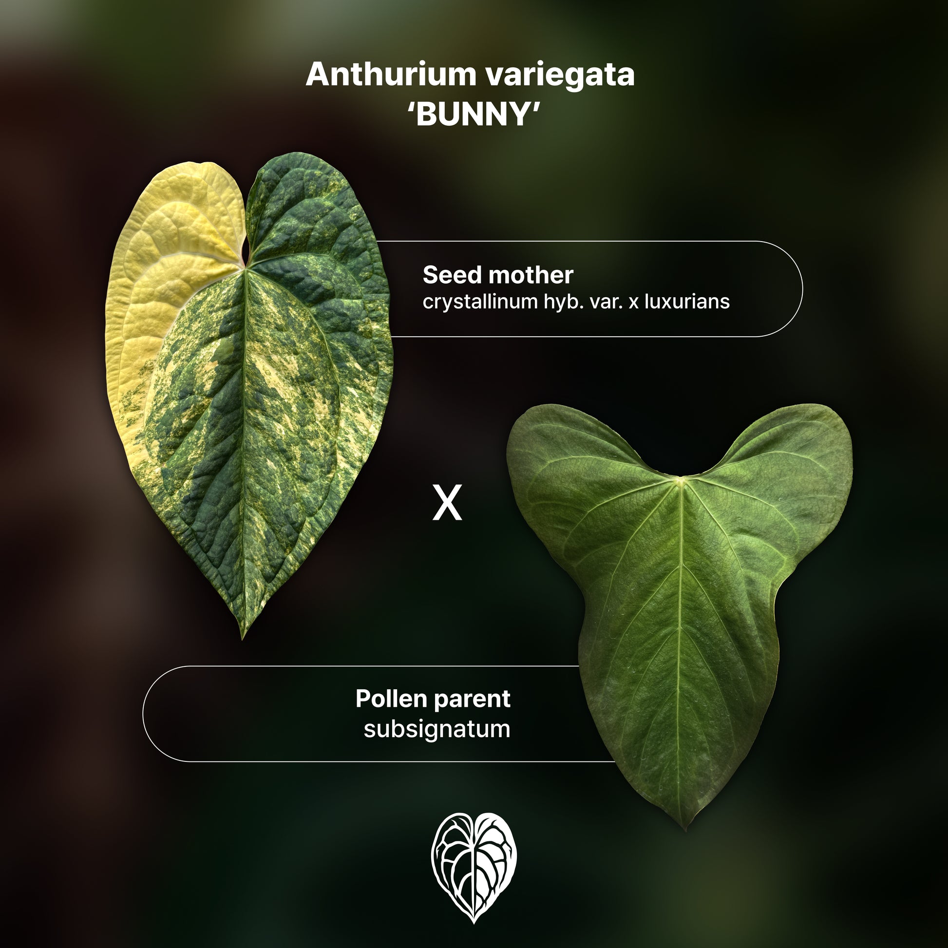 Anthurium 'AM1(Kaiser)' x subsignatum A