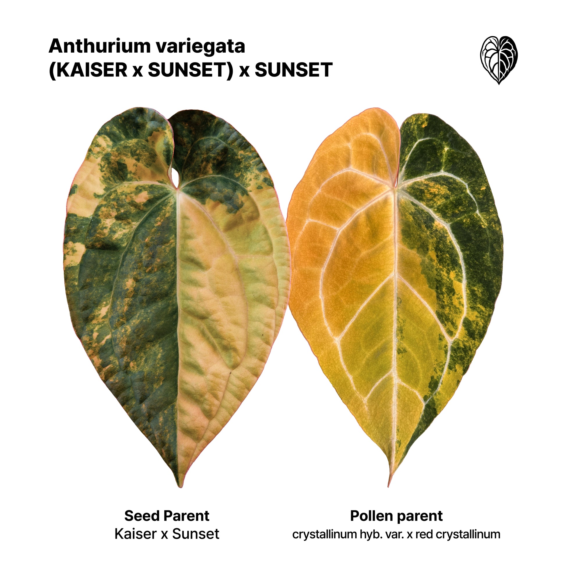 Anthurium ('AM1(Kaiser)' x 'AM2(Sunset)') x 'AM2(Sunset)' Seed