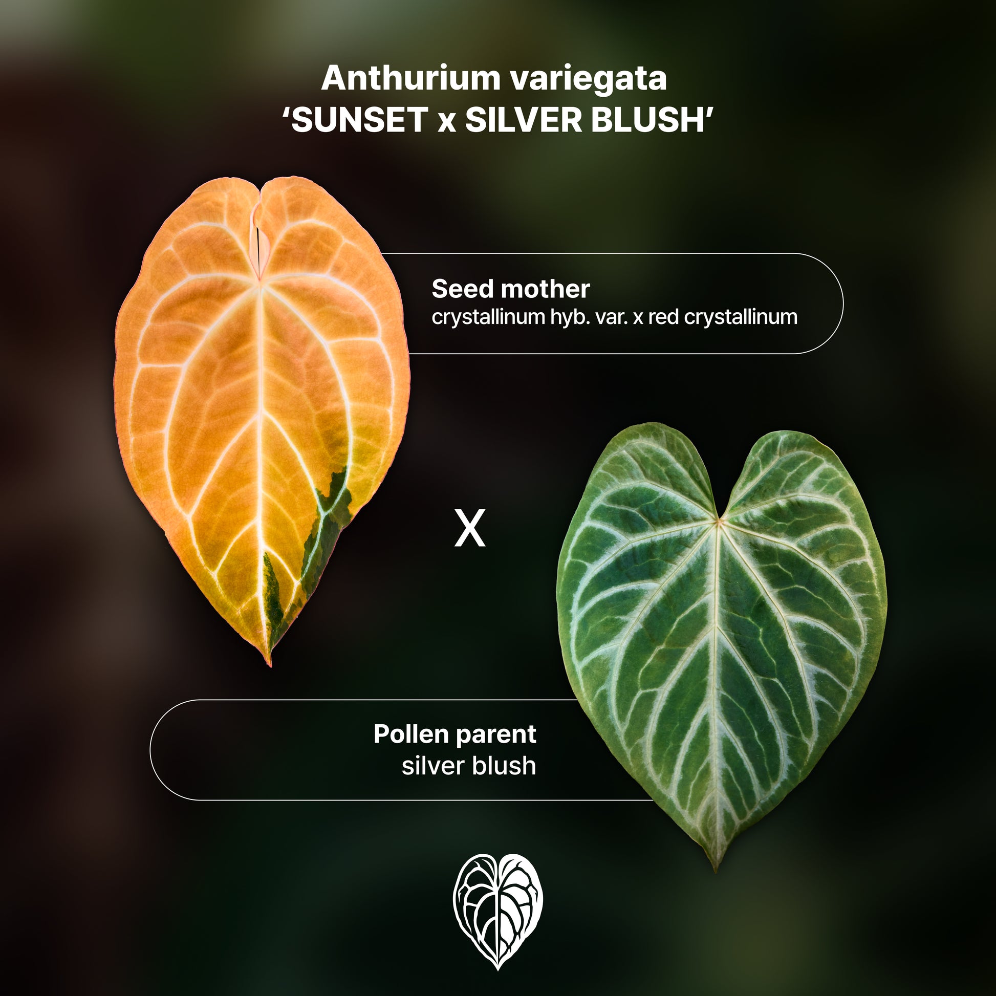 Anthurium 'AM2(Sunset)' x silver blush A