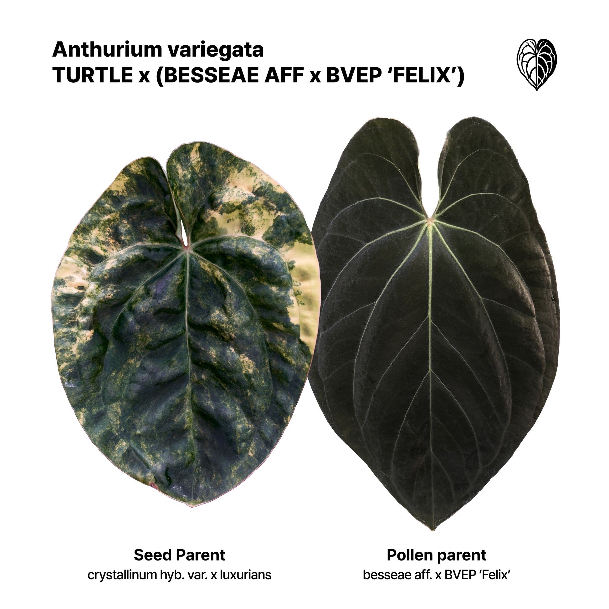 Anthurium 'EMBLEM' (Turtle x (besseae aff x Antolakii 'Felix'(Justin)))