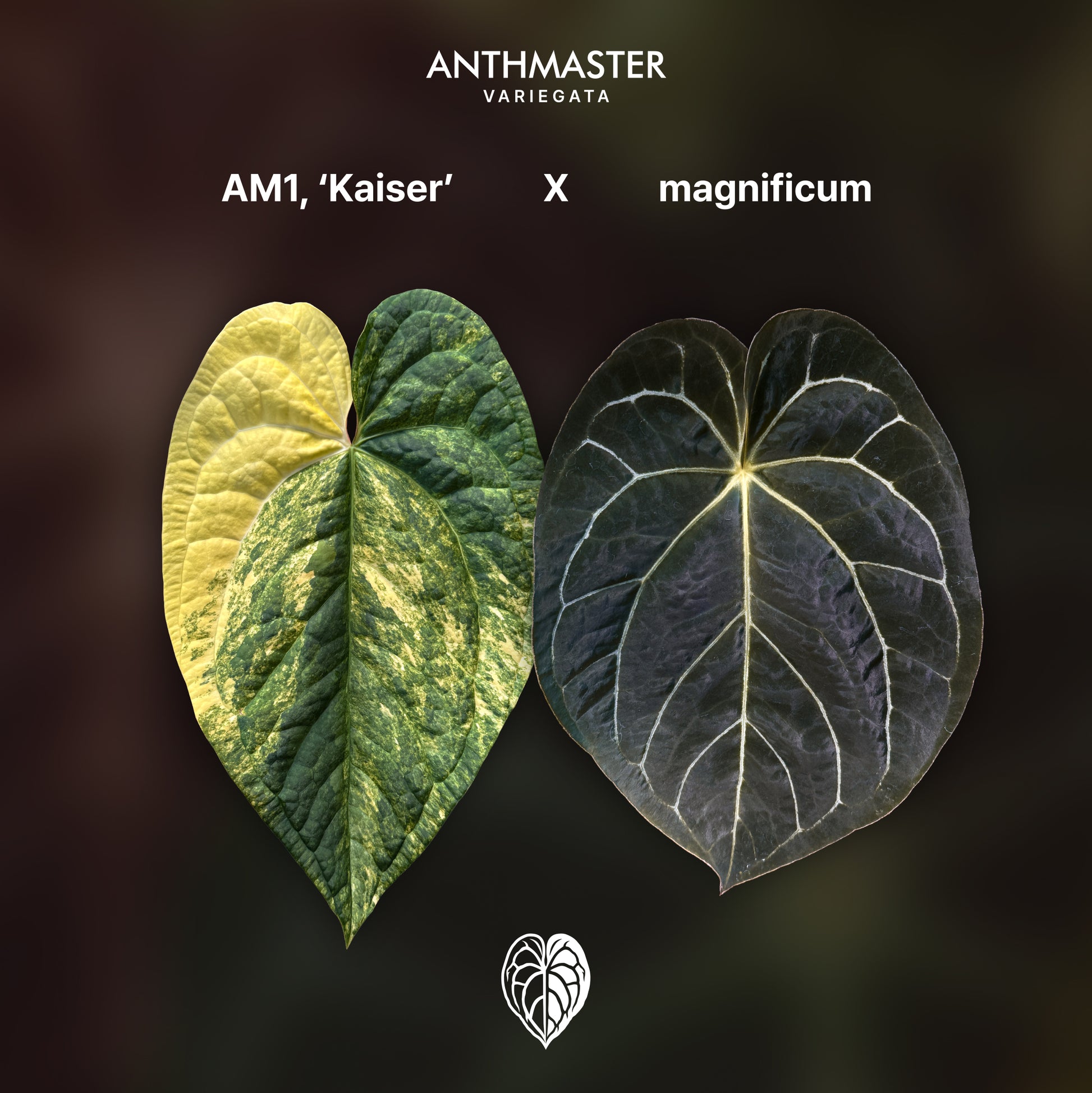 Anthurium 'AM1(Kaiser)' x magnificum E