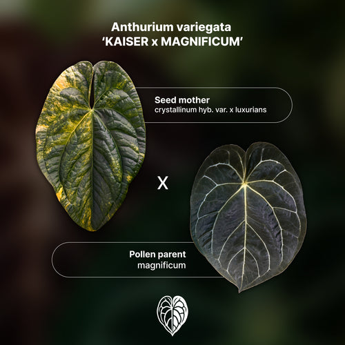 Anthurium 'AM1(Kaiser)'x magnificum Seed