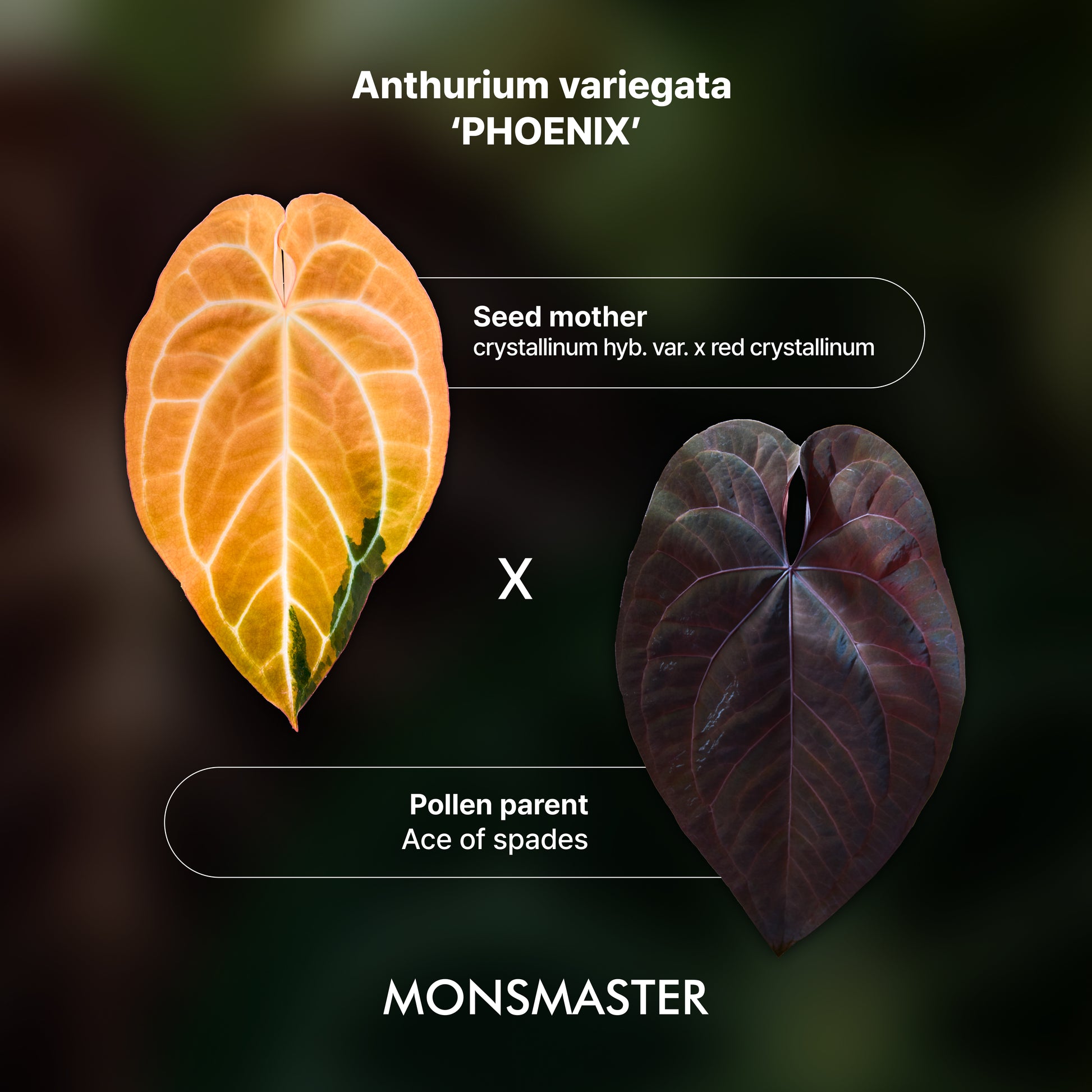 Anthurium 'AM2 (Sunset)'x AoS Small Seedlings – Grower’s Choice