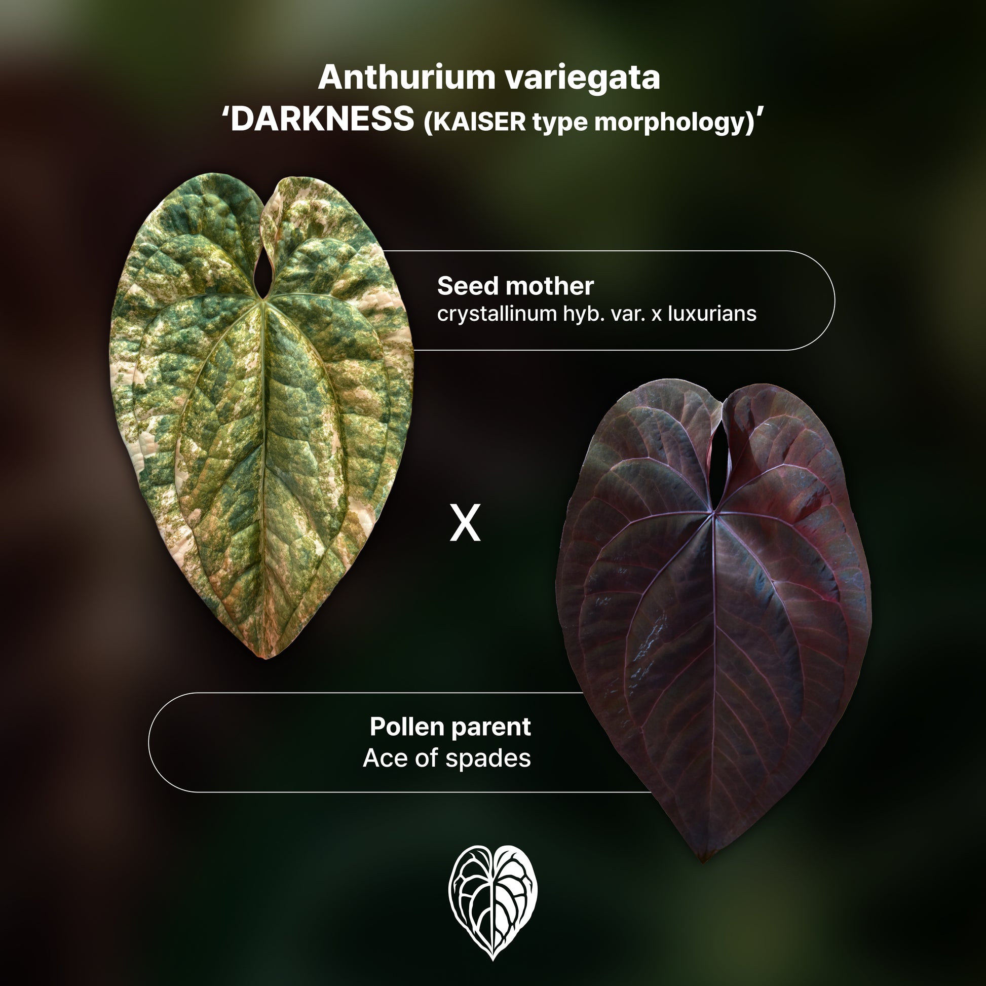 Anthurium 'AM1(Kaiser)' x AoS Seedlings