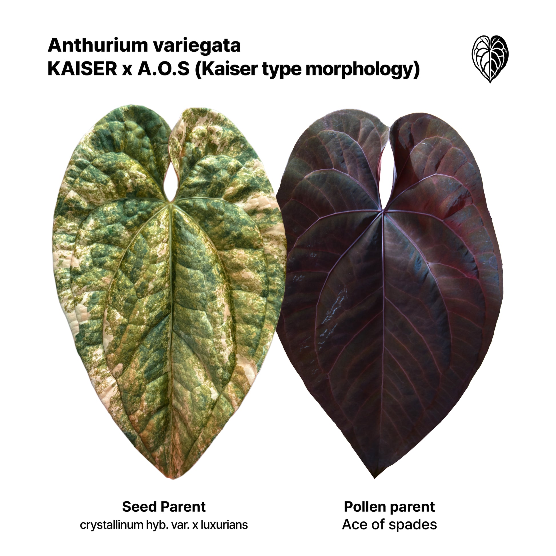 anthurium ace of spades variegated Anthurium Kaiser x Ace of spades