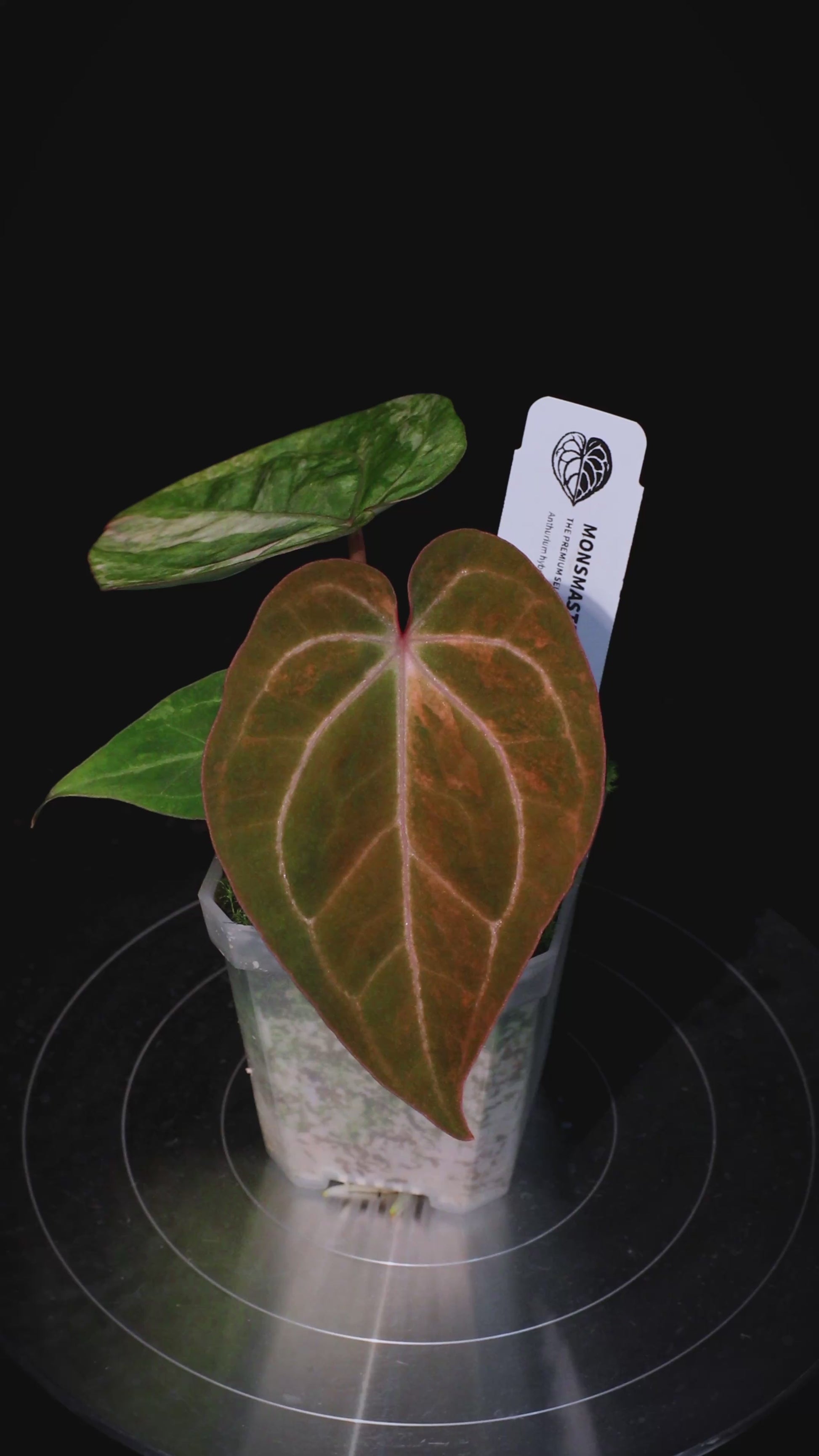 Anthurium 'AM5(Phoenix)' F2 Seedlings 1