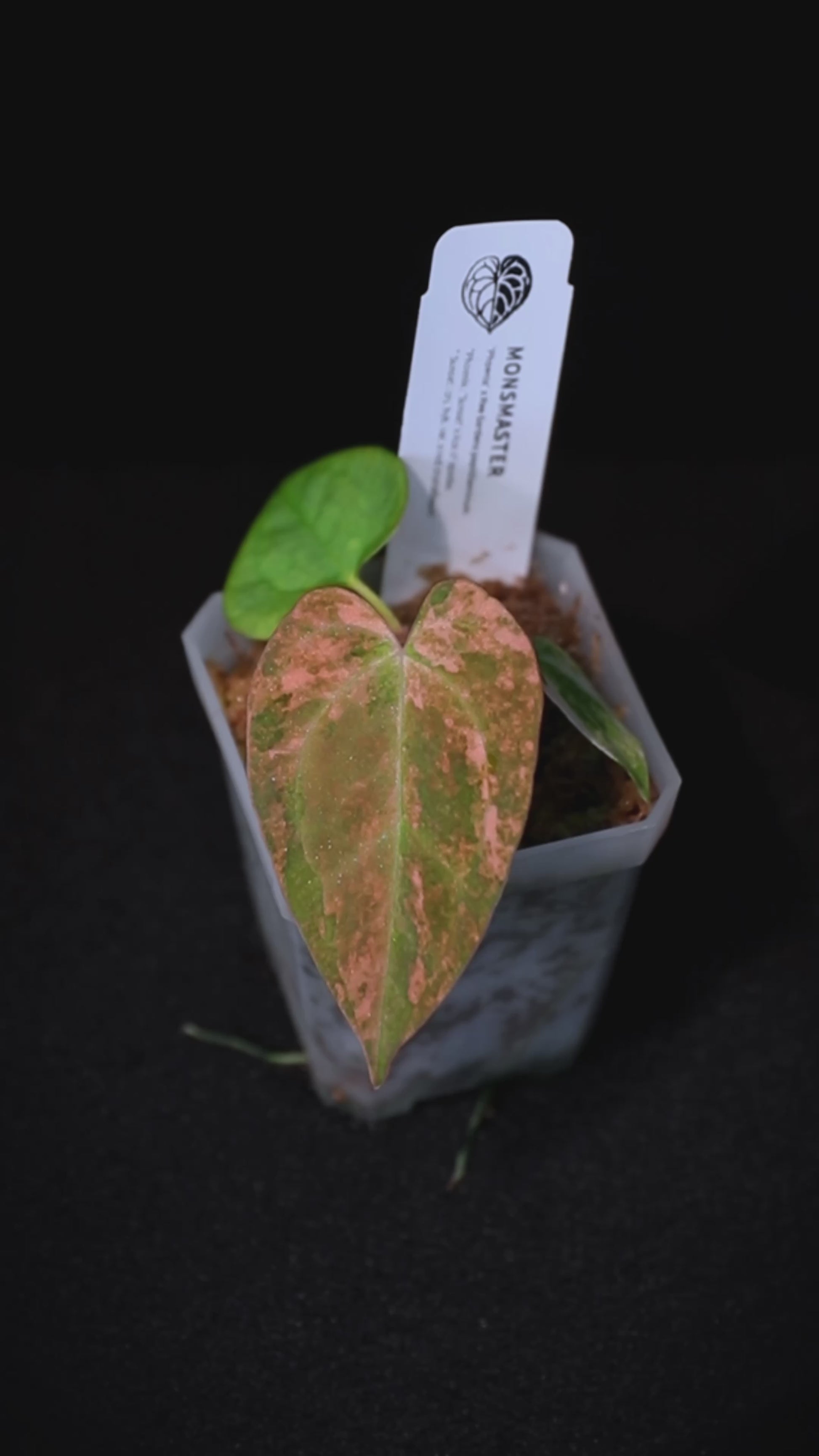 Anthurium Phoenix x Ree Gardens pap. seedlings #5