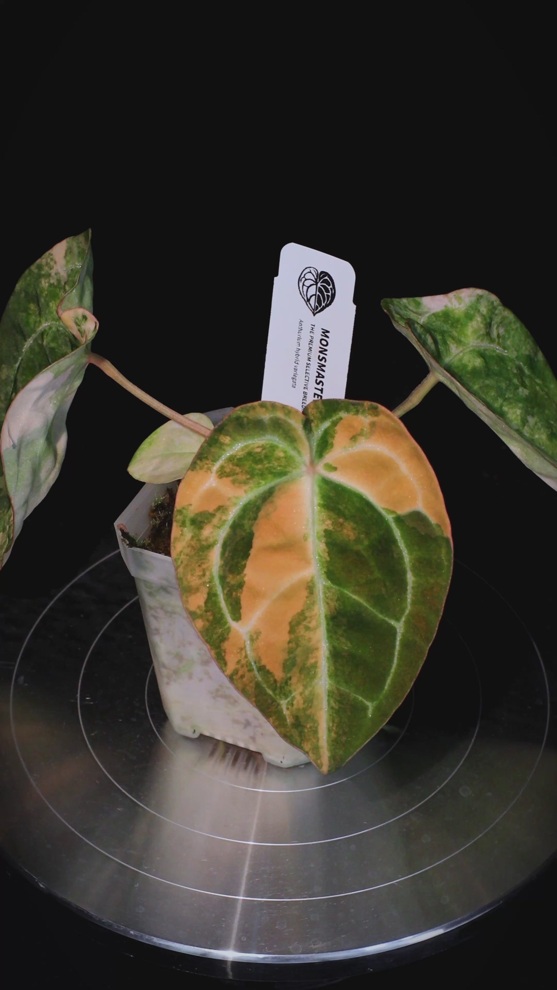 Anthurium (Sunset x magnificum) x forgetii Seedlings 5