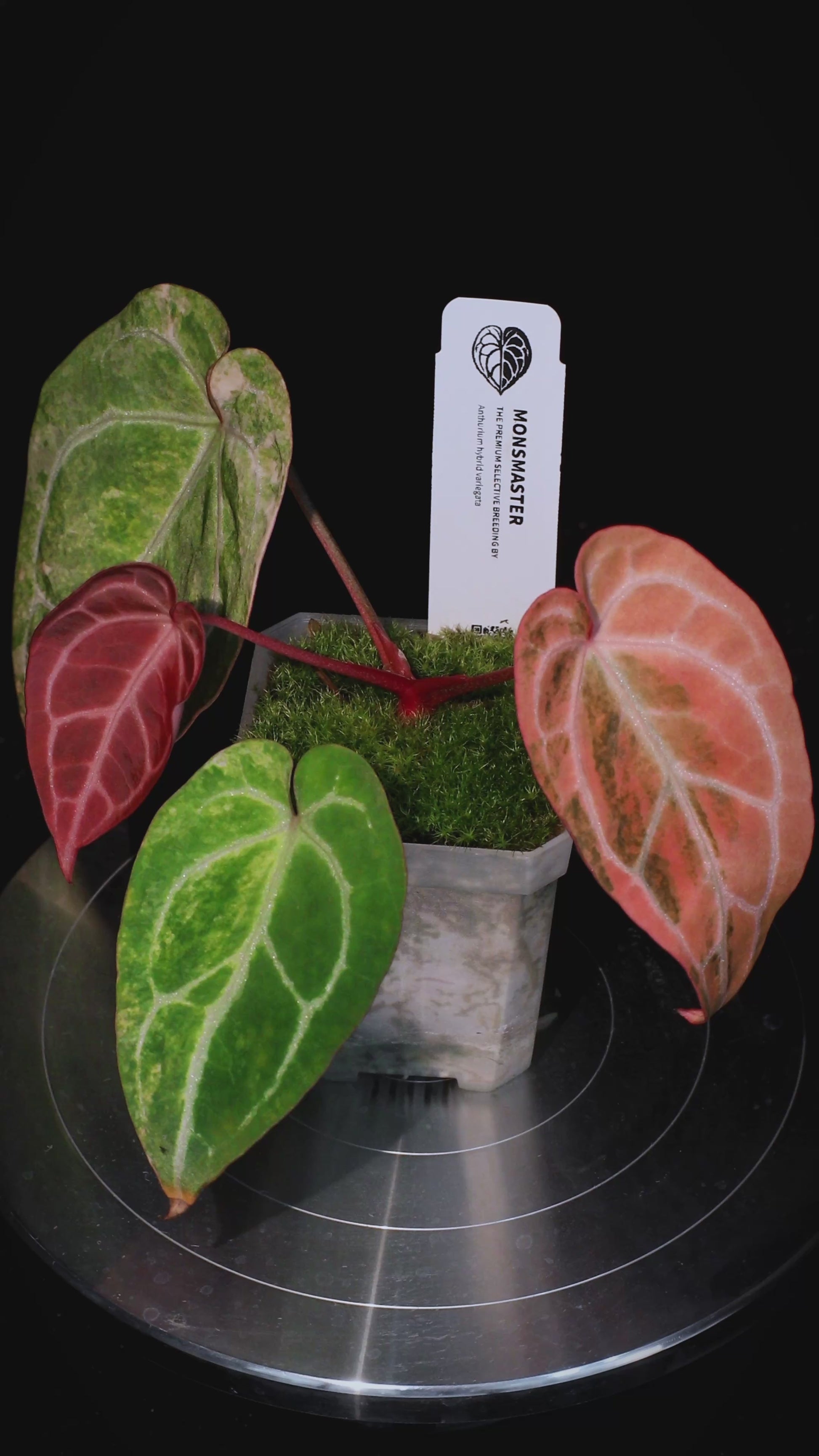 Anthurium 'AM2(Sunset)' x red crystallinum (Backcross) Seedlings 5