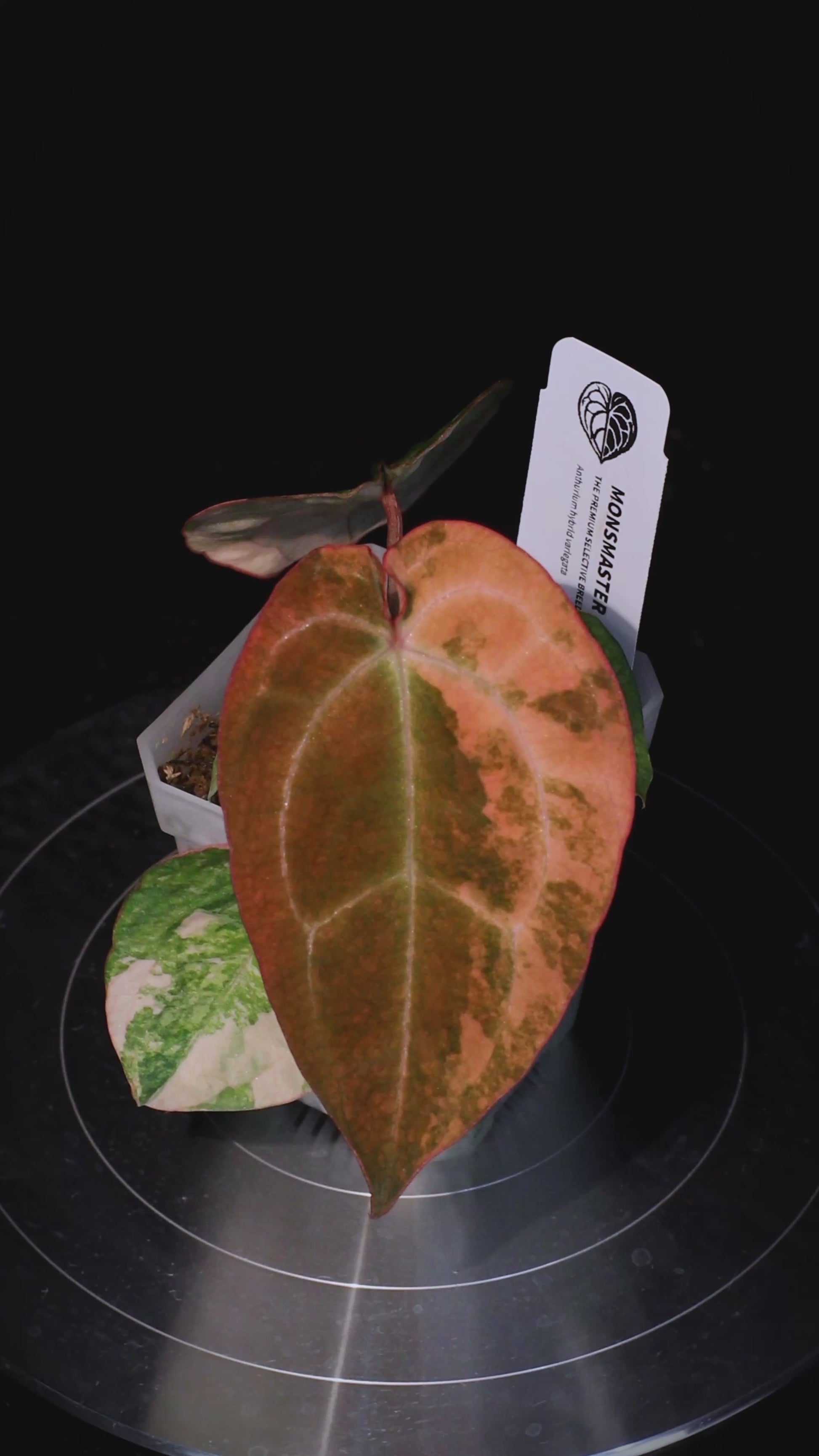 Anthurium ('AM1(Kaiser)' x magnificum) x 'AM5(Phoenix)' Seedlings 10