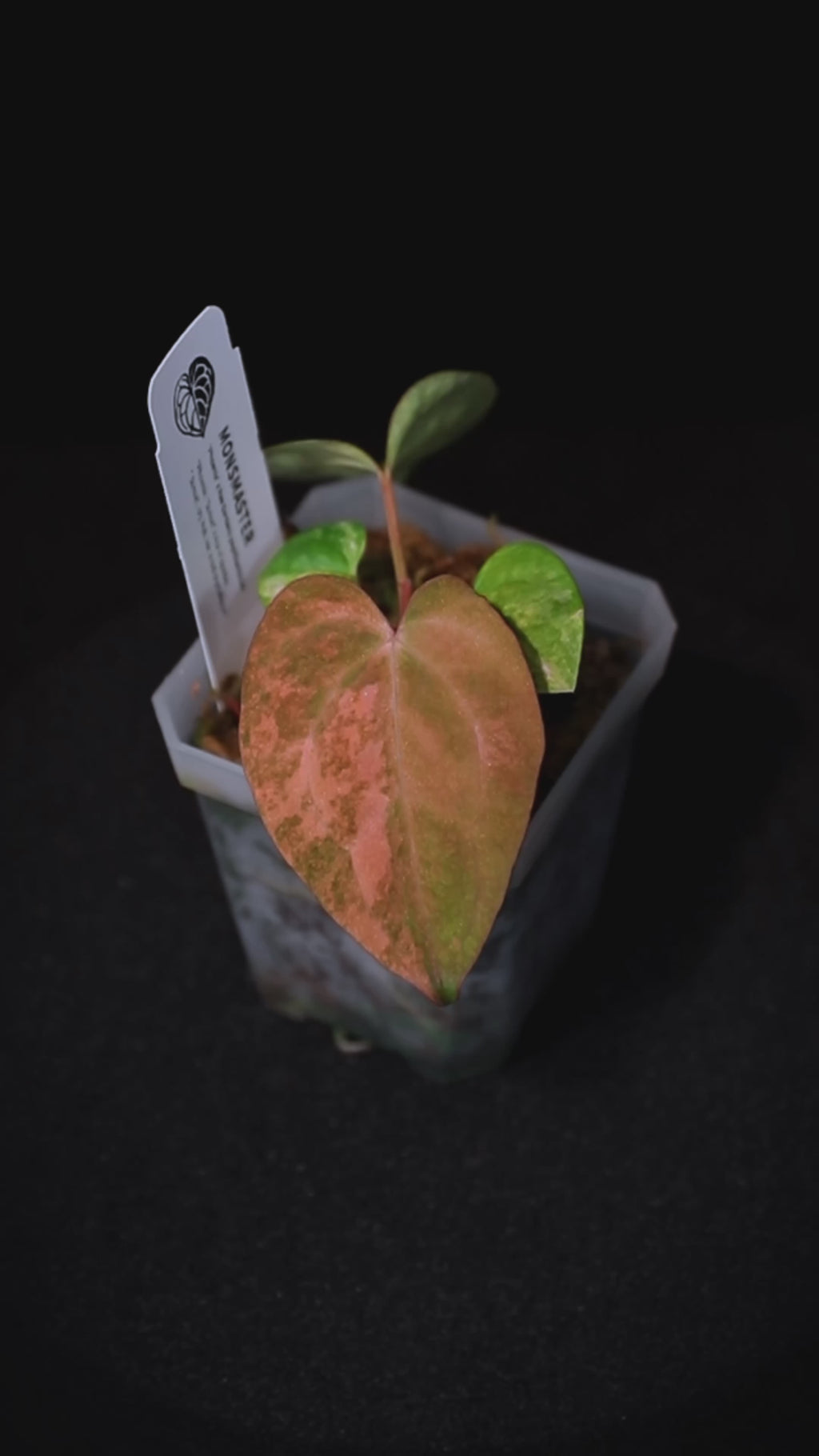 Anthurium Phoenix x Ree Gardens pap. seedlings #2