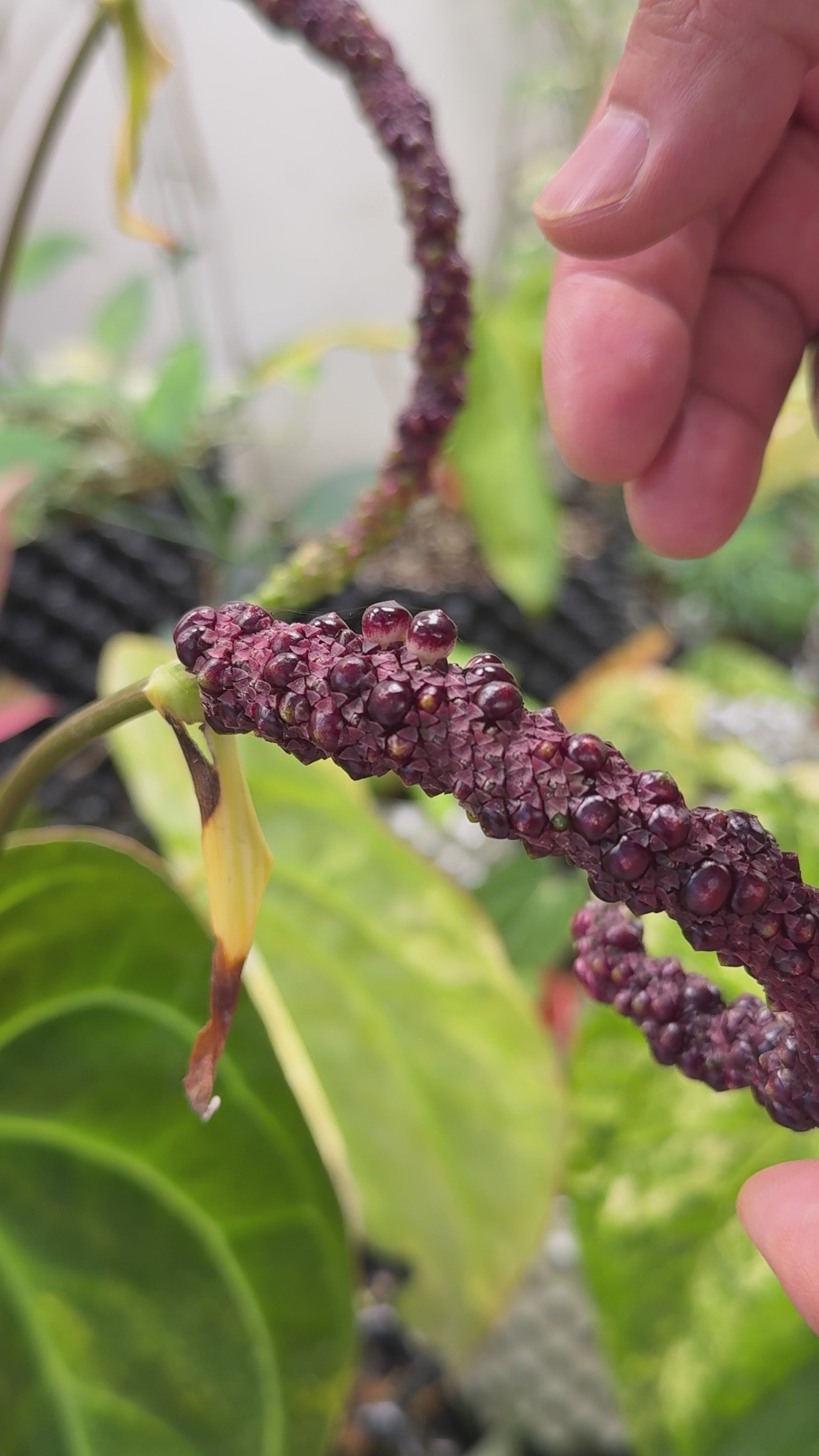Anthurium variegata random Seed