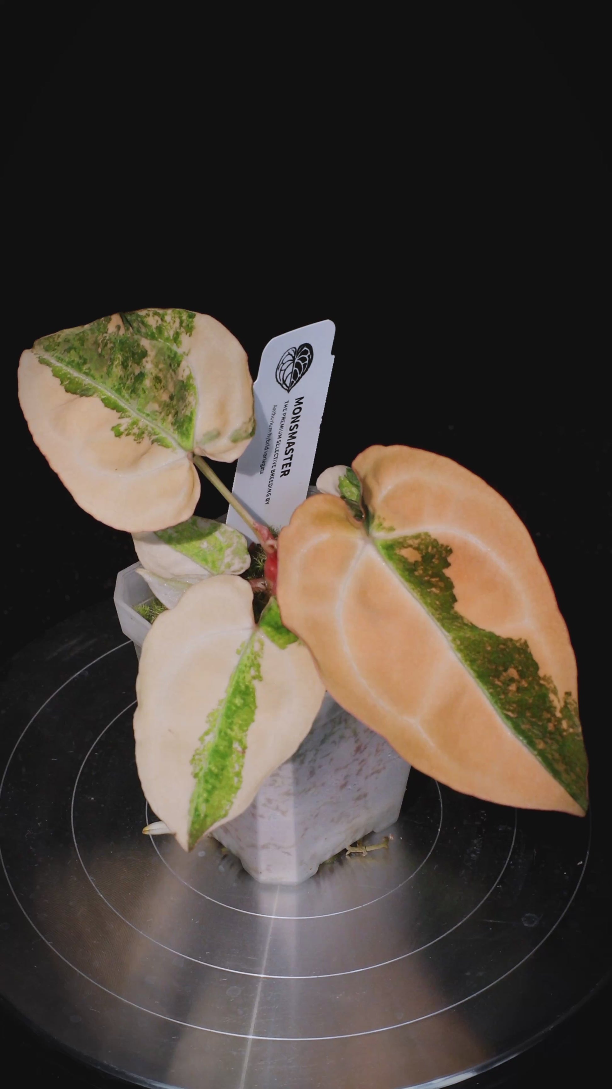 Anthurium (Sunset x magnificum) x forgetii Seedlings 7