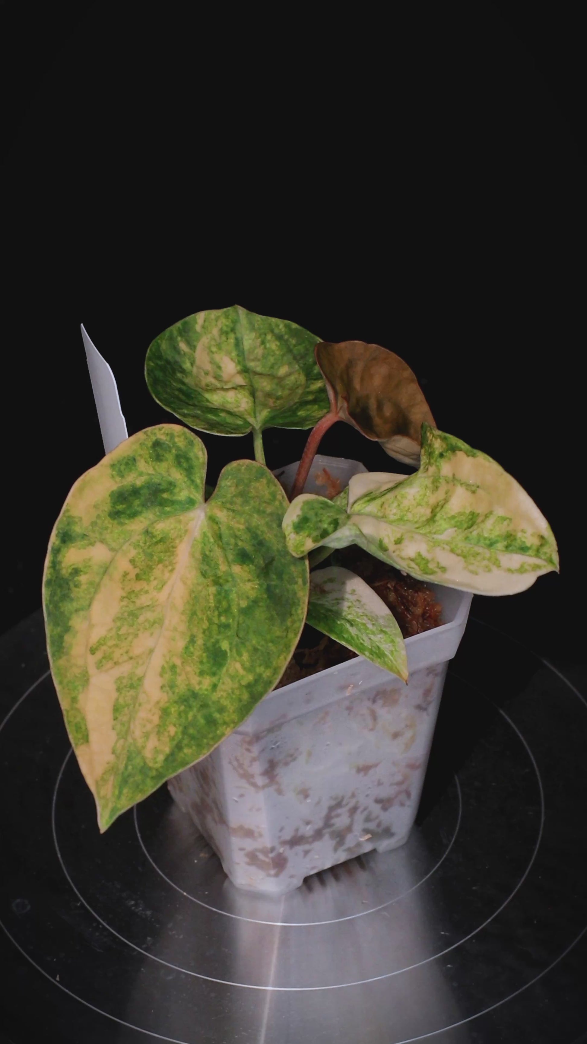 Anthurium ('AM1(Kaiser)' x magnificum) x AoS Seedlings 4